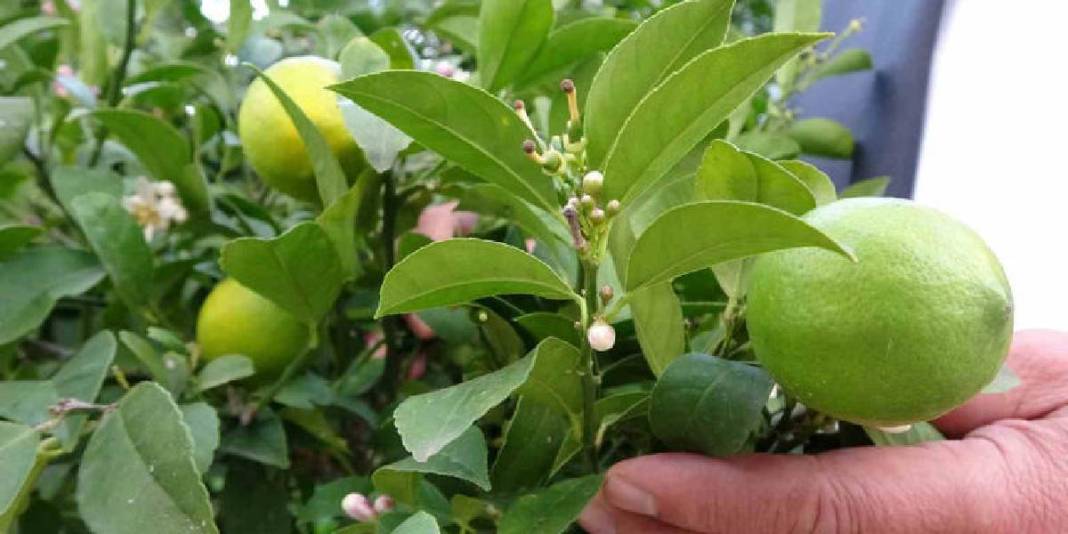 Akdeniz'de değil Ordu'da yetişiyor! 140 tonluk üretimde hasat vakti: 25 TL’den satışa çıkıyor 3